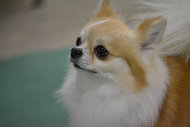 chihuahua puppy training