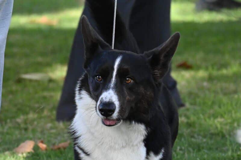 Cardigan Welsh Corgi head photo