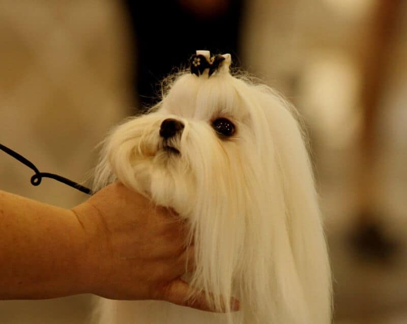 Prairie River Cluster - dog being judged
