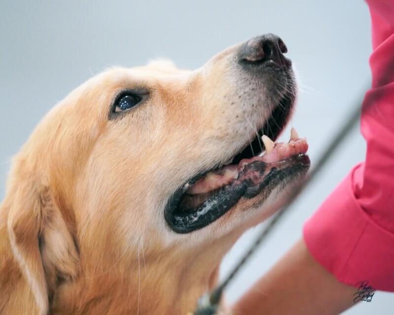 Golden retriever head photo