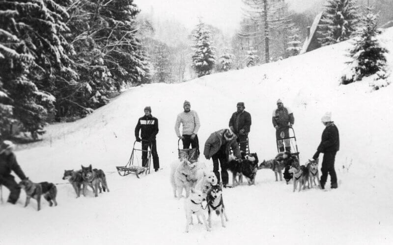 Czechoslovakian Vlcak sled race