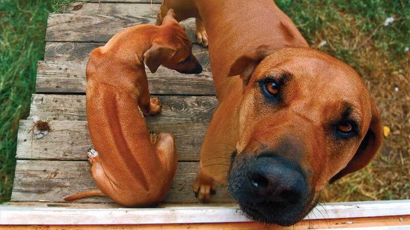 AKC Canine Health Foundation Announces Matching Funds for Canine Cancer Research