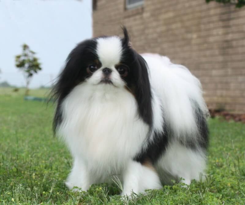 Japanese Chin standing on grass