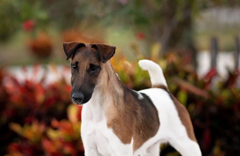 Denny Mounce - Smooth Fox Terrier