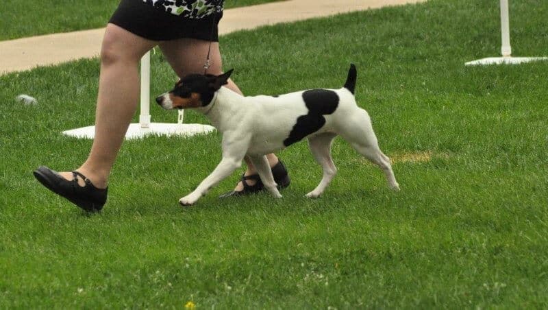 Terrier Group AKC Judge Tracey Kallas with the Rat Terrier in the dog show ring