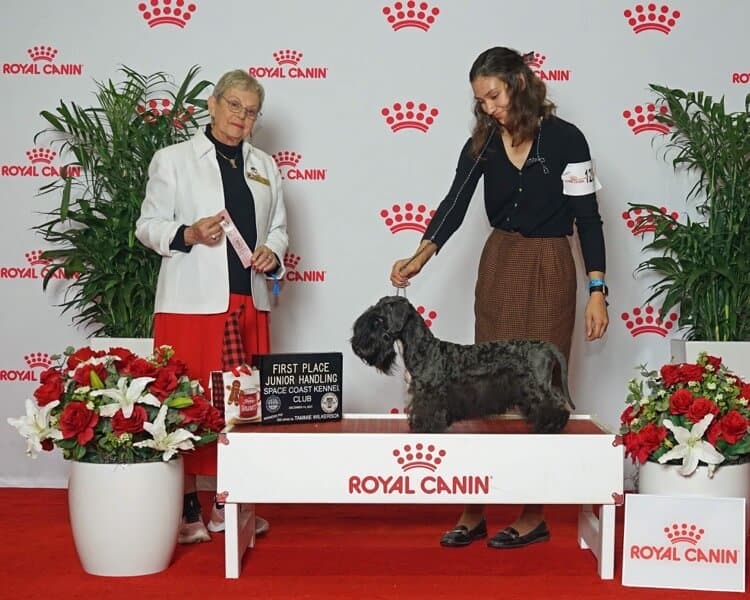 Zena Cummard Cesky Terrier Breed