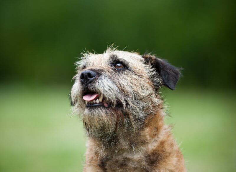 Philip Freilich - Terrier Group AKC Judge
