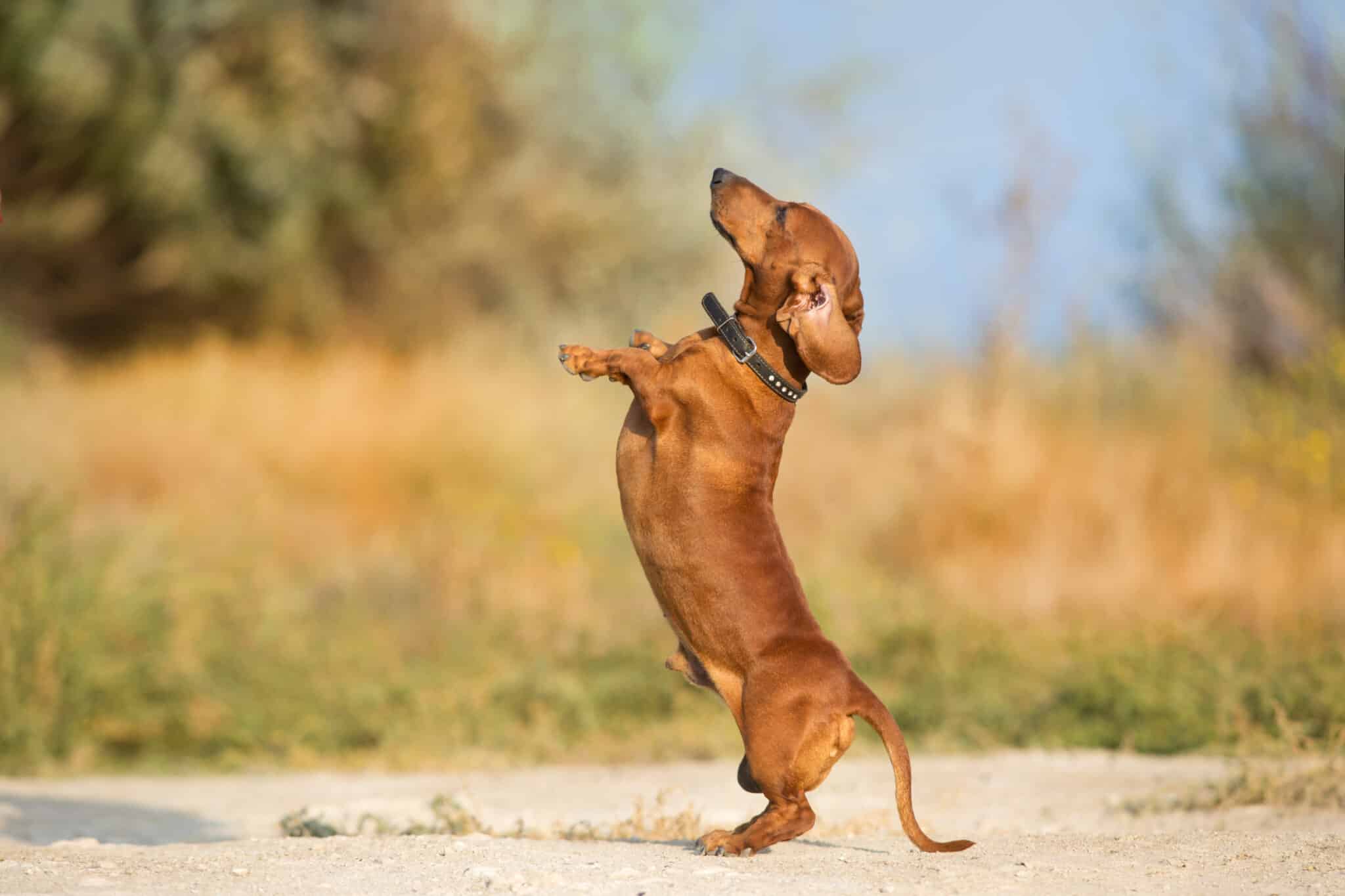 tips and tricks for Training Your Dog for the Show Ring