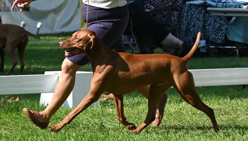 visla dog in the dog show