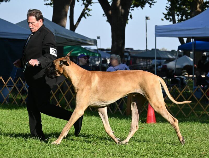 Inland Northwest Great Dane Club Specialty