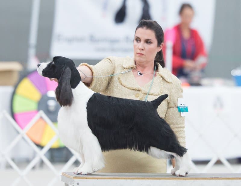 Dr. Kate Bremser showing her English Springer Spaniel dog on a table, at a dog show