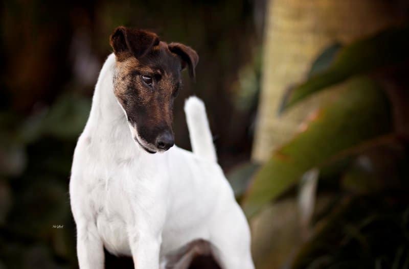 Richard Powell was the breed judge at 2022 Montgomery for Smooth Fox Terrier Dogs