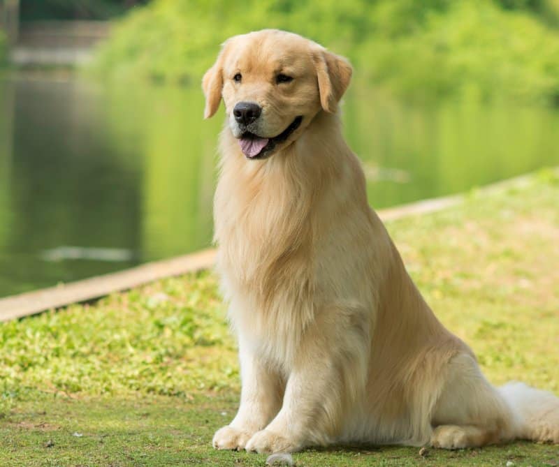 Golden retriever sitting