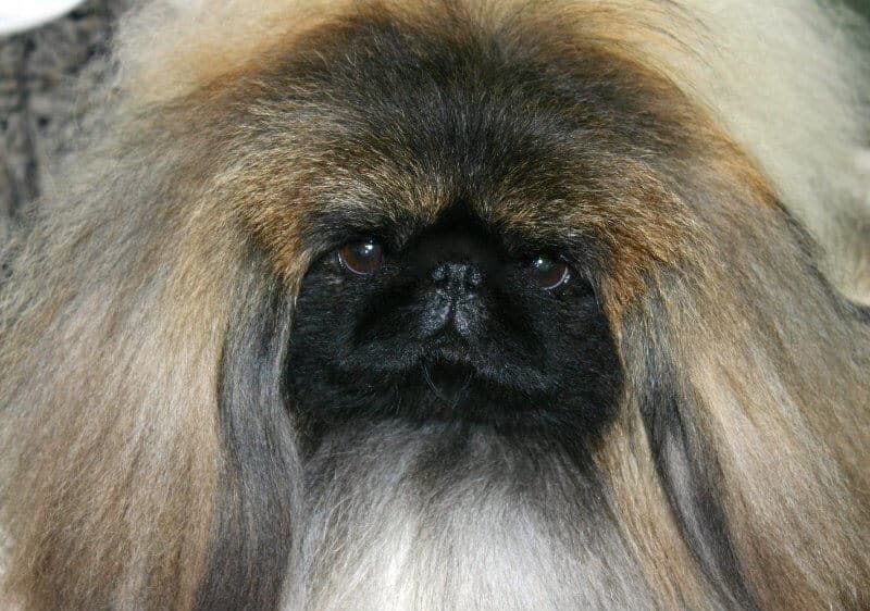 Pekingese head photo