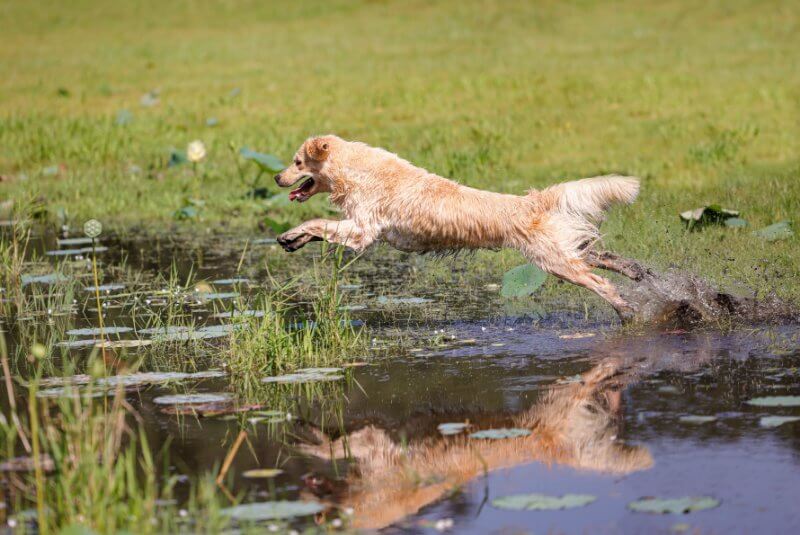 golden retriever running on a field