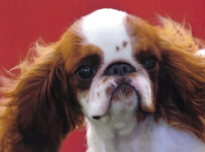 English toy spaniel head photo