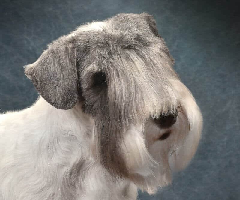 Beth Sweigart was the breed judge of Sealyham Terrier at the 2022 Montgomery County Terier Show