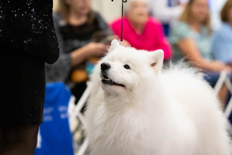 2022 Tennessee Valley Kennel Club Dog Show