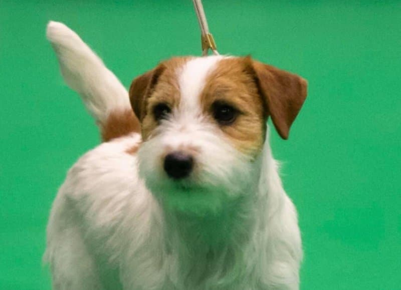 Simon Mills was the breed judge at 2022 Montgomery for Russell Terrier Dogs