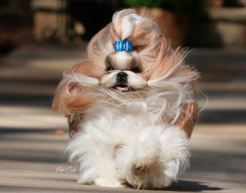 how to train shih tzu