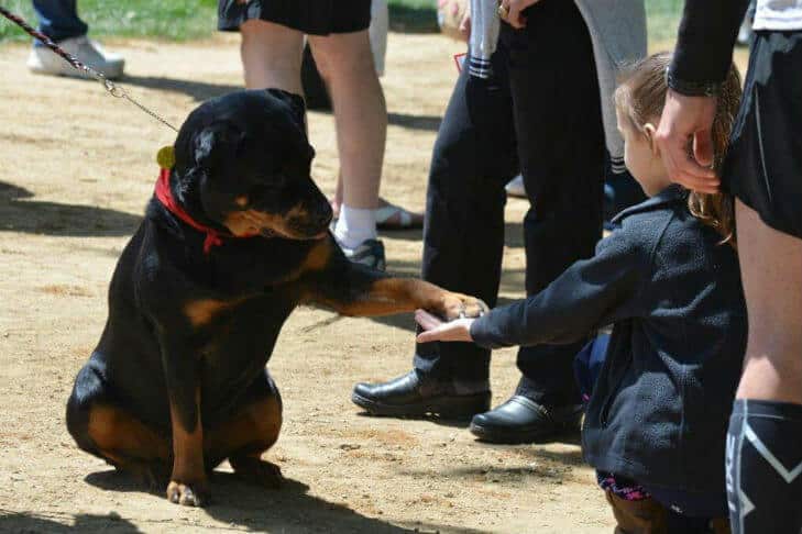 AKC Awards for Canine Excellence