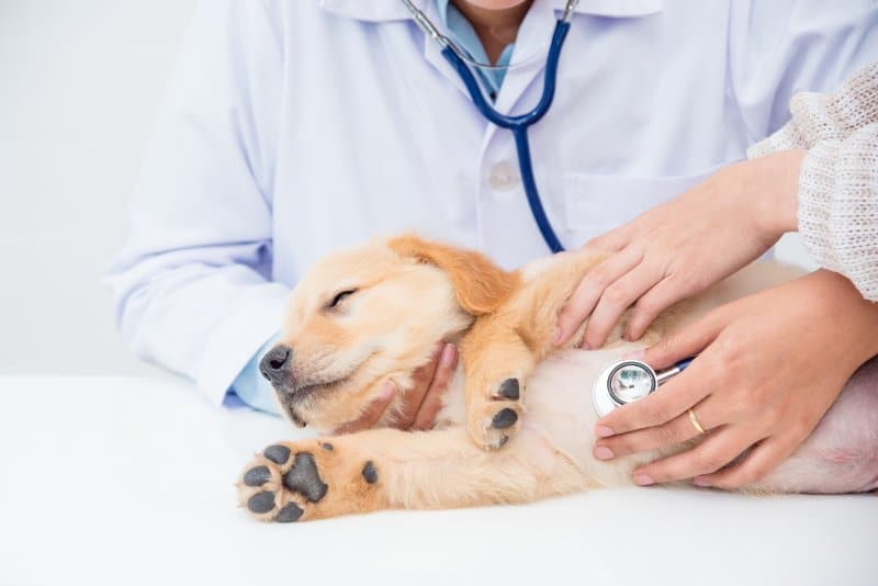 AKC Canine Health Foundation Celebrates $3.4 Million in Awarded Research in 2022