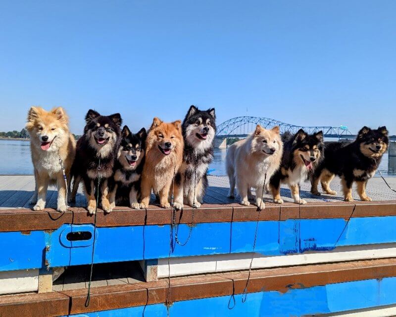 Seven Finnish lapphunds