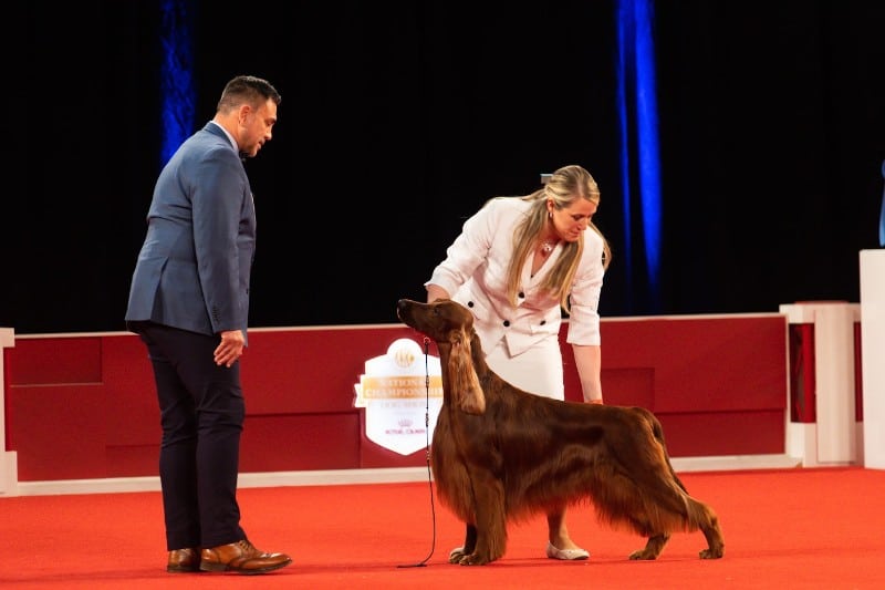 NOHS Best in Show winner: GCHS CH Bramblebush Piper At The Gates Of Dawn, an Irish Setter known as “Declan” owned and bred by Cheryl L Stiehl DVM & Craig Larson. Stephaniellen Photography (C) AKC