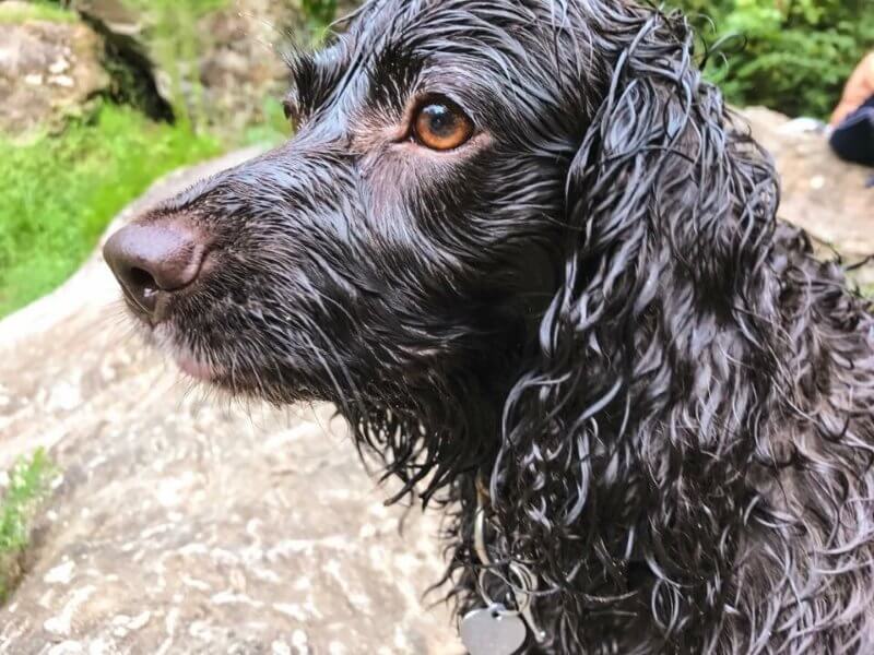 Scout, the AKC Humane Fund ACE Award Winner