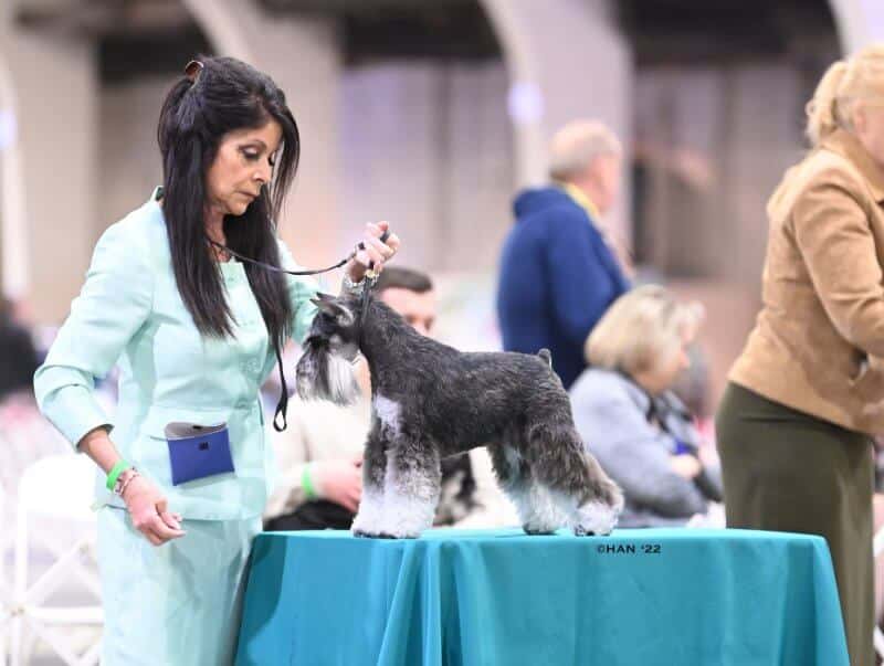 Owner Handler Trish Hartzell with her Miniature Schnauzer