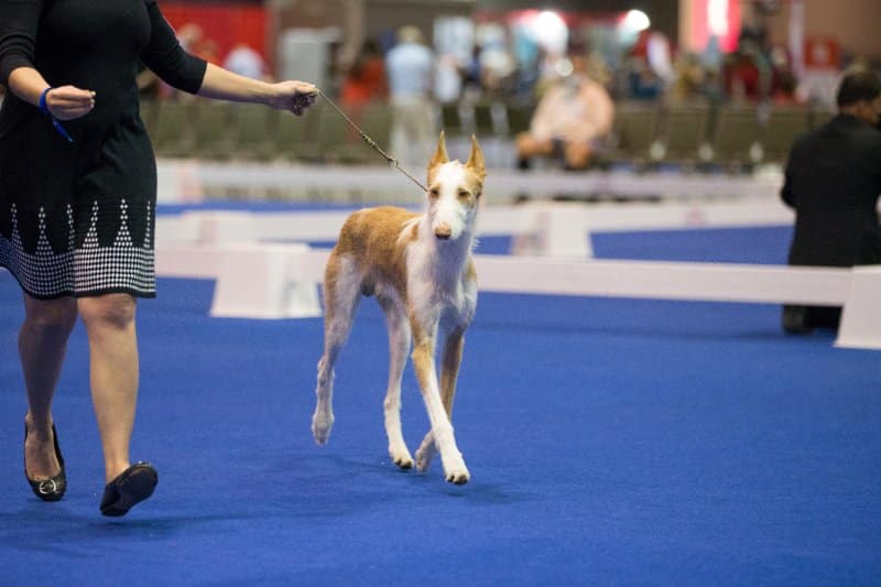 owner handler and dog at the AKC National Owner-Handled Series