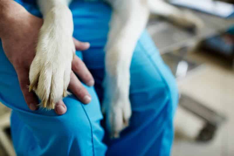 AKC Canine Health Foundation Recognizes 2022 Leaders in Canine Health