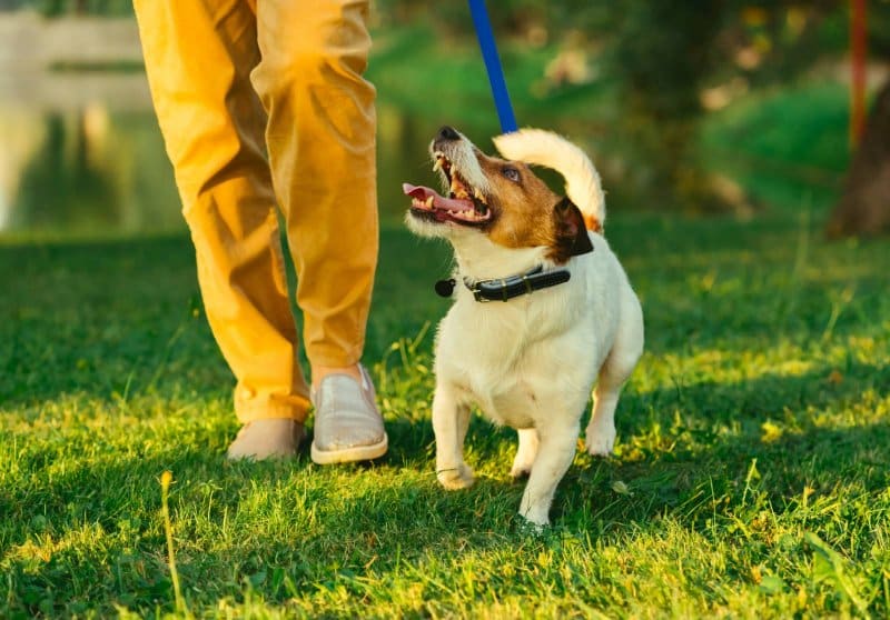 man walking with a dog