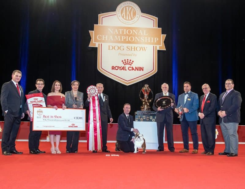 Best in Show: GCHG CH Cherokee Legend Encore, a Bulldog known as “Star,” owned by Alaina Moulton, Kevin Mason & Natalie Mason of Glen Rose, TX and bred by Cody T Sickle, Sherry Hazelett and Connie A Chambers. Vicki Holloway (C) AKC