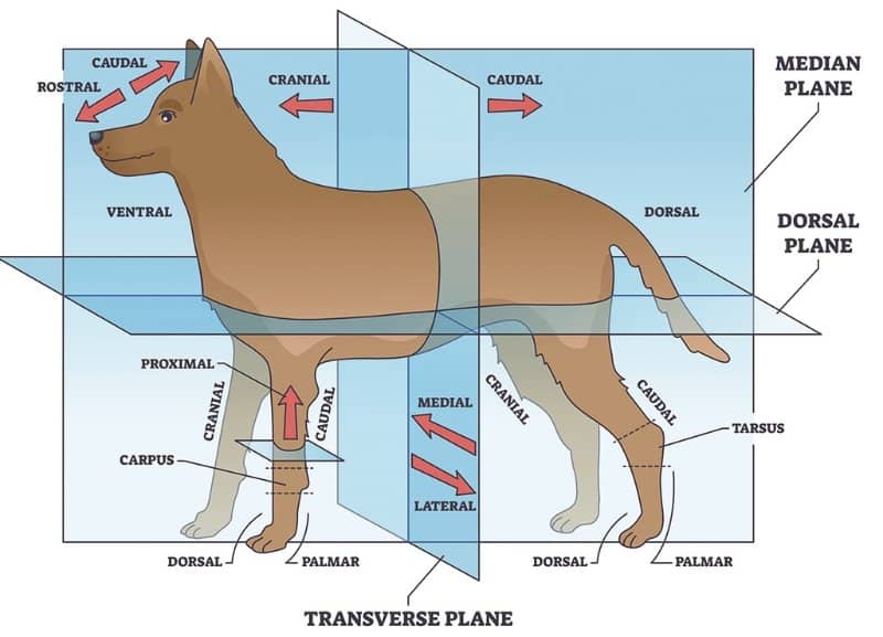 Illustration of Directional Terms in Dog Anatomy