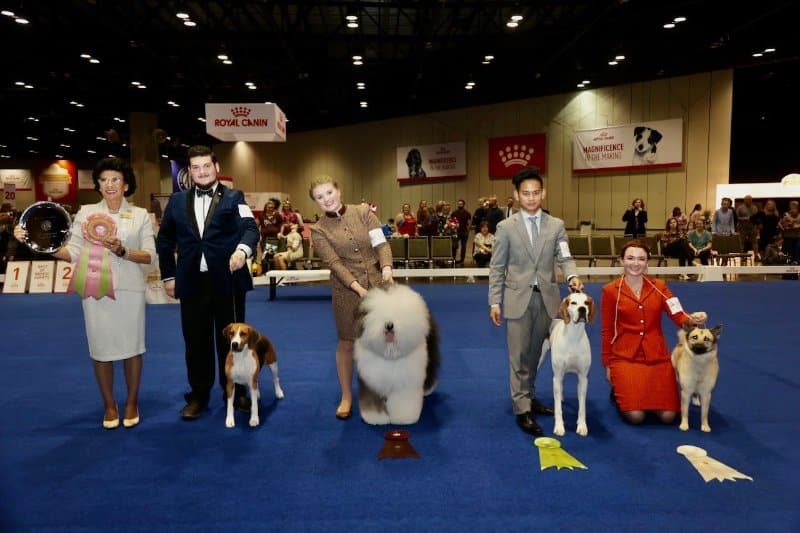 Linda Clark with a lineup of Junior Showmanship Finals Winners: 1st Place - Noah Milam, CH Bydesign's Puerto Vallarta Dream (Harrier) 2nd Place - Taylor Johnson, GCHB CH Bugaboo's Let It Be (Old English Sheepdog) 3rd Place - Parker Lourier, GCHG CH Solivi