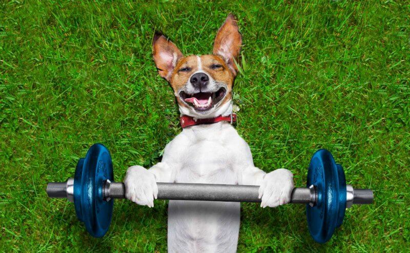 funny photo of a dog lying on grass and execrcising