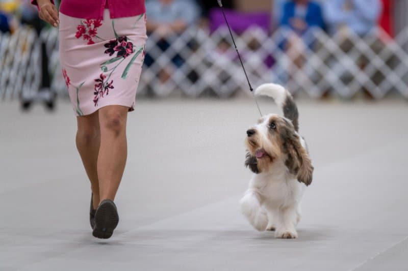 dog handling