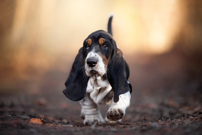 short legged Basset Hound in the woods