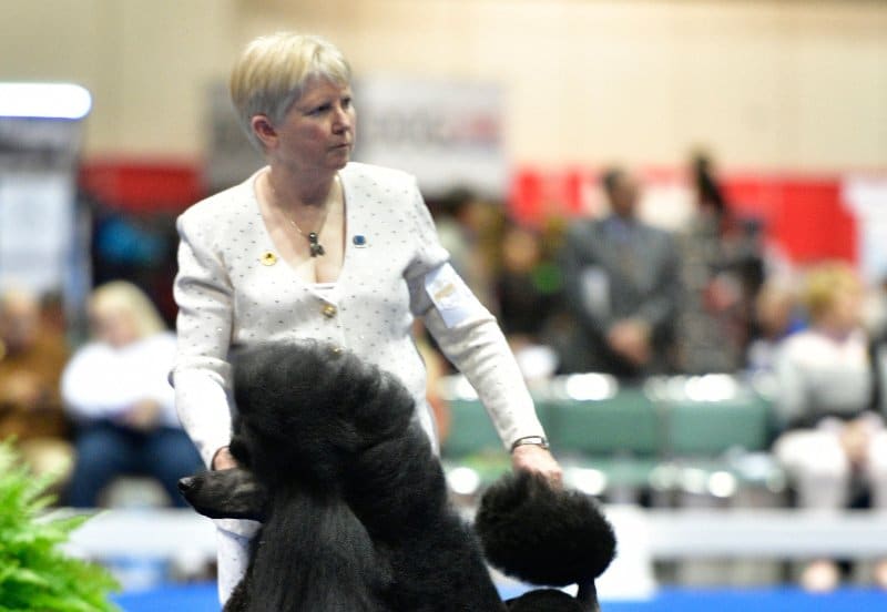 Cynthia Huff of Safari Standard Poodles