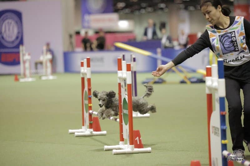 Han Yu with Poodle "Skye"