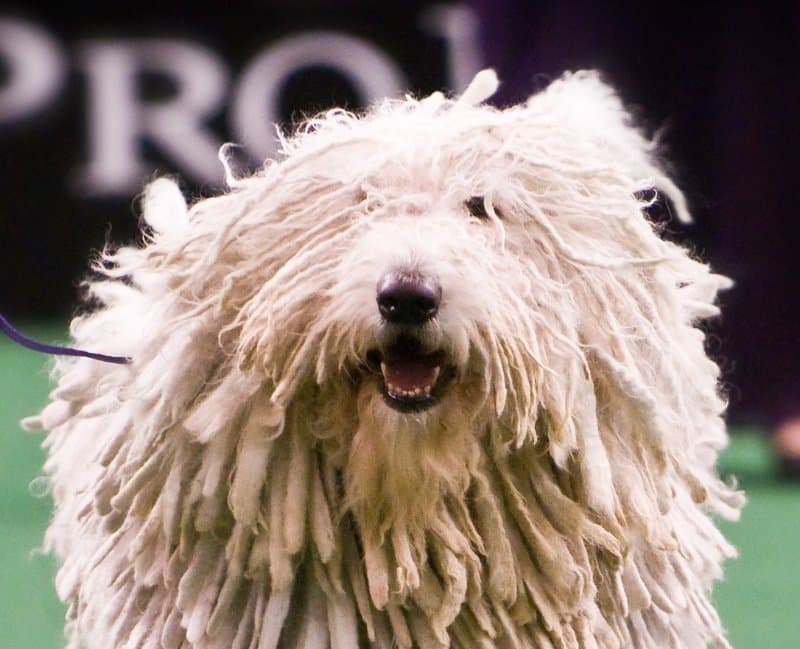 Komondor head photo