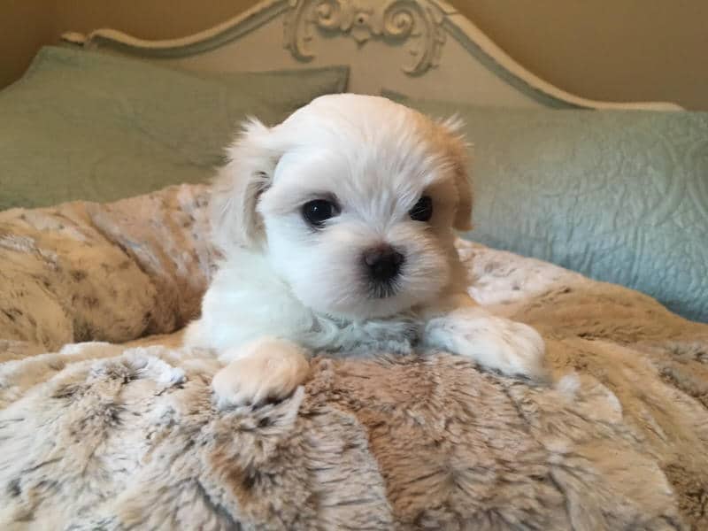 maltese puppy companion
