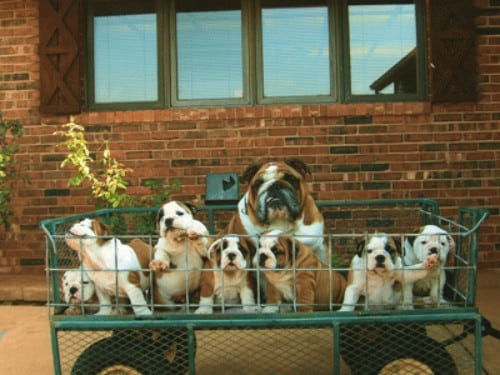 Newcomb Bulldogs