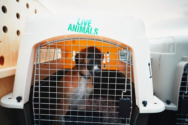 Healthy Dog Importation Act of 2023
