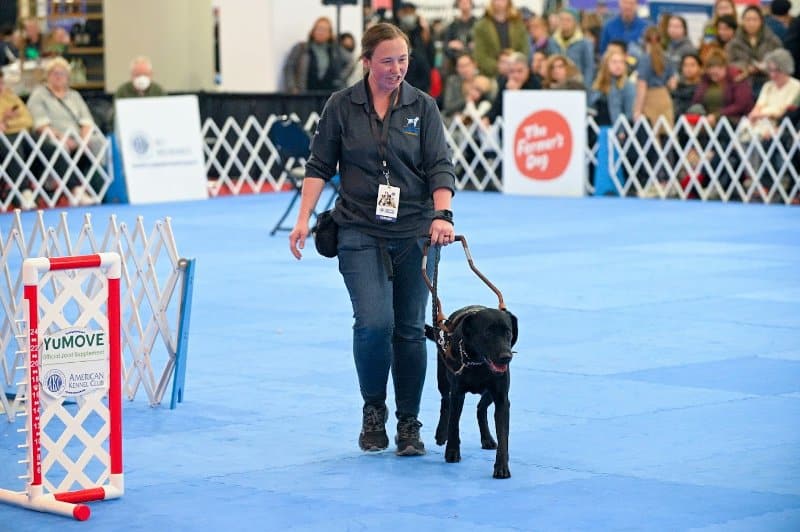 Guide dogs are one type of service dogs