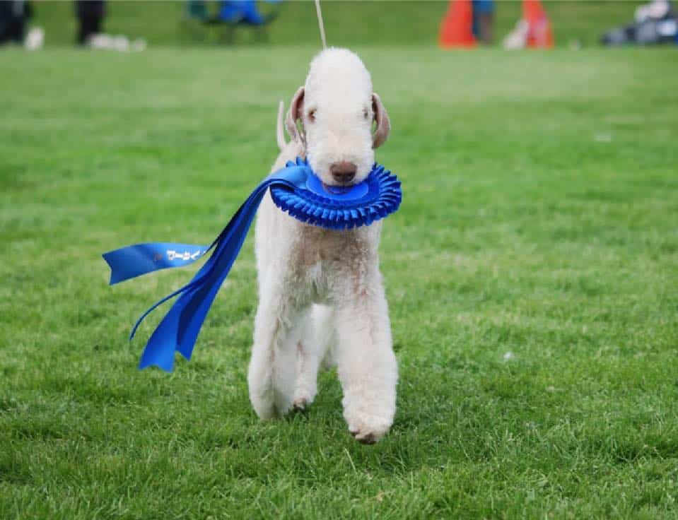 a secondhand dog, Bedlington terrier Marcus