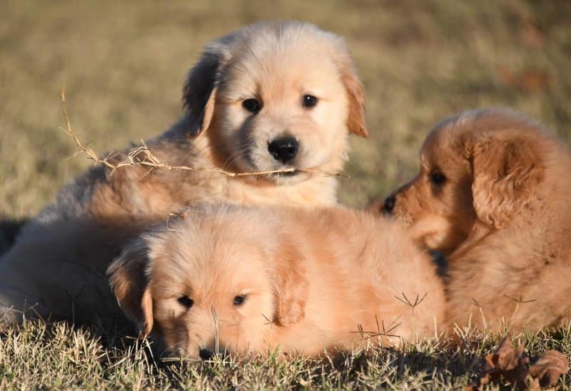 Arkgold Golden Retrievers