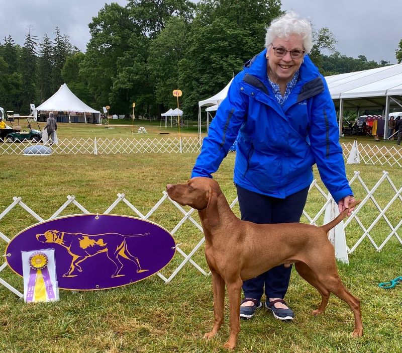 Gail Fleming showing her Pursuit Vizsla stacked