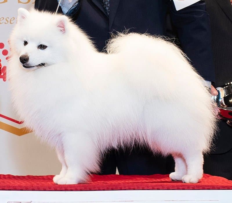 Juding the American Eskimo Dog